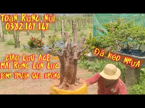 Mai Rừng Lùn lực bình Thuận Khủng Đã kéo Nhựa Giao Lưu ACe.21/10/2023.Lh 0382.169.149