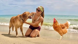 Taking Finley to the Beach.. and My Chickens?? *Vlog*