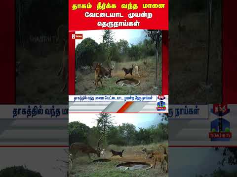 Deer | Straydogs | Water