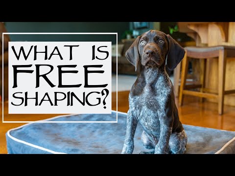 Free Shaping With A 9 Week Old Puppy - Teach Your Puppy To Get On A Dog Bed