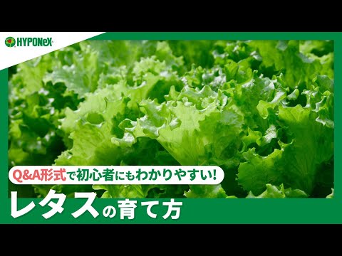 子羊のレタスの収穫: 正しいやり方は?