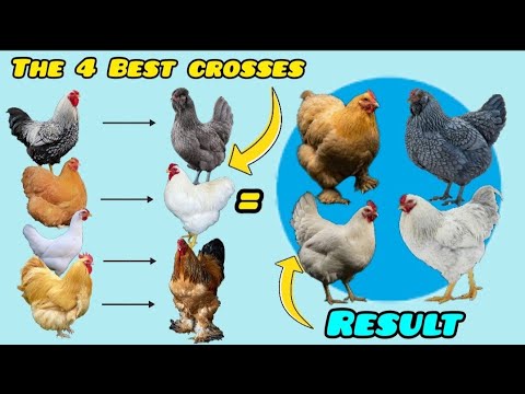 REAL RESULTS of Crossing: Orpington x Brahma, Leghorn x Chantecler (+ 2 More Crosses).
