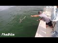 500lb Goliath Grouper Eats 5ft Shark-TheBite