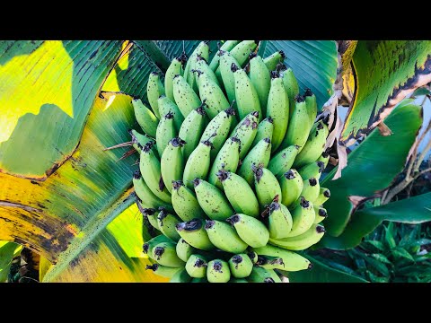 How long until my BANANA TREE produces FRUIT? | Growing Bananas is Easy