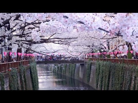 Tokyo's Best Cherry Blossom Spot: Meguro River 初めての目黒川花見