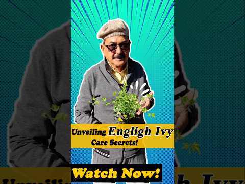 , title : 'English Ivy: Nature's Dual Marvel - Air Purifier & Stylish Home Companion #englishivy #indoorplants'