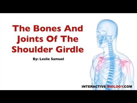 073 The Bones And Joints Of The Shoulder Girdle