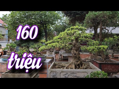 SH.5681. Báo giá 160 triệu cây Sanh Nam Điền quá đẹp. Đth liên hệ 0913.033.016.