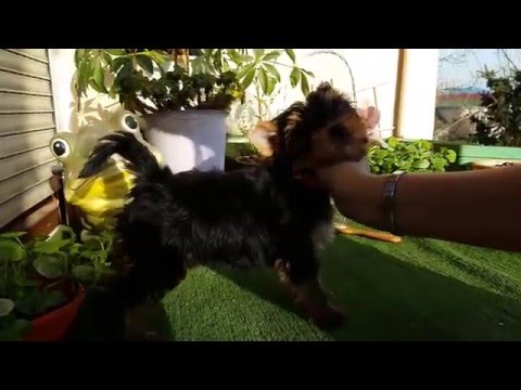 Made in Measure Queen Latifa