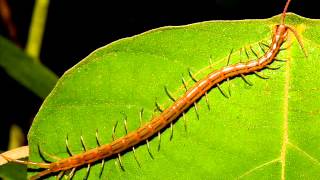 animal collective -pulleys