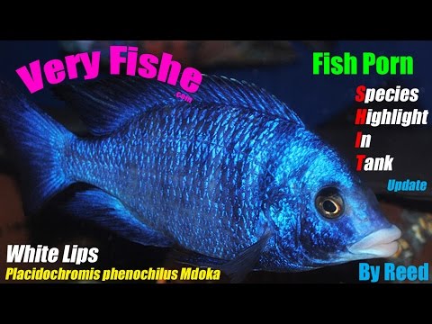 Electric Blue Lips Porn - Mdoka White Lips â€“ S.H.I.T â€“ Very Fishe â€“ African Cichlids