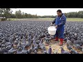 Inside Massive Pigeon Farms How Chinese Farmers Raise Millions Of Pigeons Pigeon Meat Processing