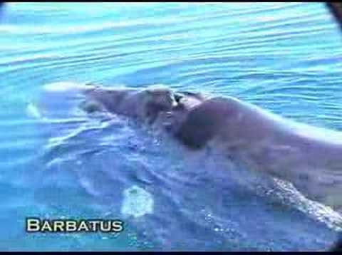 Ballena franca austral