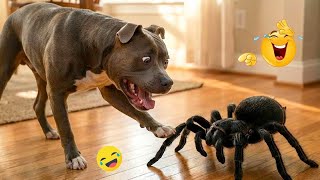 Wait Until You See What Happens Next! 🤣 Funniest Dog Moments 2026 #8