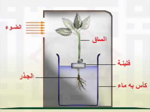 الانتحاء الضوئى الانتحاء الضوئى
