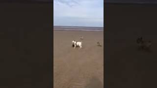 Play date at the beach...Our Guests Lilly & Alfie having fun