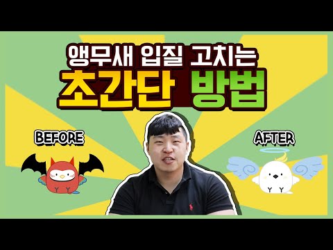 [앵무새키우기]입질교정이 이렇게 쉽게?! 뒤집기 교육까지! 꿀팁대공개!