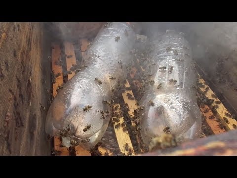 Kako pravilno uzimiti pčele, 7. 9. 2017.