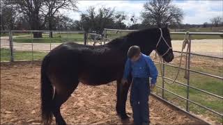 Pony Pro Tip: Cleaning hooves