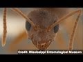 Study Crazy ants nullify fire ant venom 
