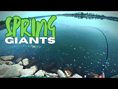 Early Spring ASP Fishing - 1st Topwater Fish of the Year