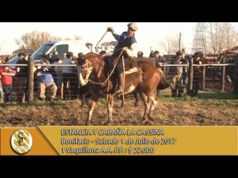 01-07-17 Ventas de Vaquillonas P.P.. - Estancia y Cabaña La Cassina - Bonifacio.