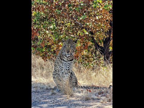 Kruger National Park - Through the lens of a Samsung S21 Ultra