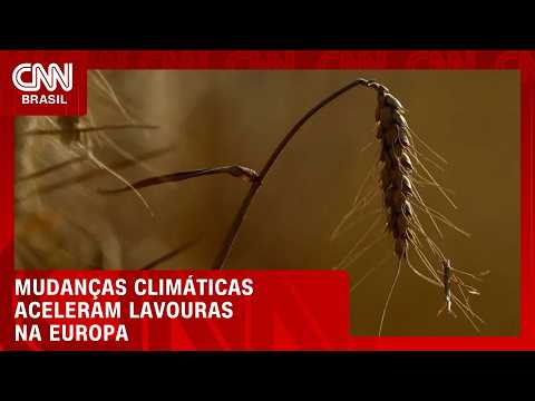 Safras da Europa atingem maturação mais cedo devido às mudanças climáticas | CNN AGRO NEWS