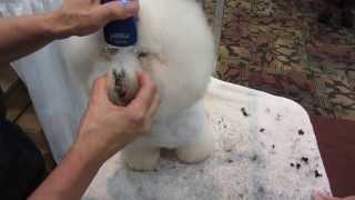dog grooming - bichon eyes