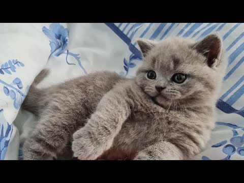 A lovely Kitten | May Snowcastle