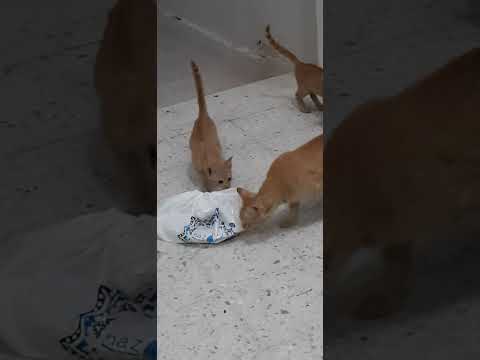 Mother cat carries a plastic bag of food to feed her kittens/animals crisis and starvest