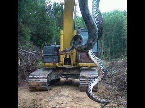 WORLD'S BIGGEST SNAKE EVER ( REAL FOOTAGE )
