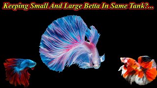 Betta மீன்களை ஒன்றாக விடலாமா?... Keep Small And Adult Betta In Same Tank?.. / Fish Aquarium Tamil