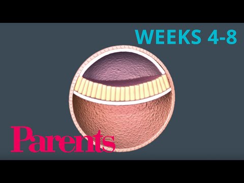 An Embryo Forms: Weeks 4 to 8 of Pregnancy | Parents