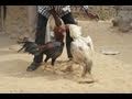 Rooster Attacks And Kills Man At Cock Fight - YouTube