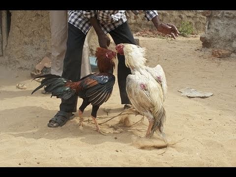 Chicken Fighters jeu