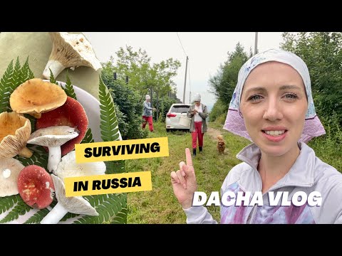 Day at my dacha! 🇷🇺  Picking mushrooms and growing veggies in Russia!