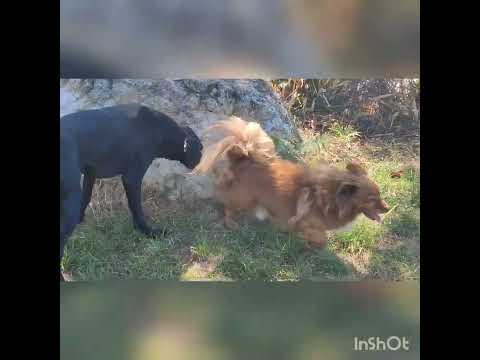 Video di AARON