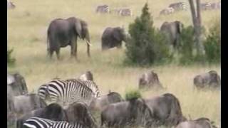 preview picture of video 'Safari in Kenya'