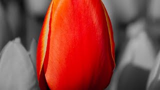 Top 5 Best Flora Saini Web Series | Flora Saini All Web Series