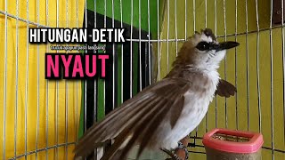 Download lagu trucukan gacor ROPEL PANJANG buat pancingan trucukan agar bunyi JADIKAN burung trucuk gacor EMOSI mp3 Download lagu trucukan gacor ROPEL PANJANG buat pancingan trucukan agar bunyi JADIKAN burung trucuk gacor EMOSI mp3