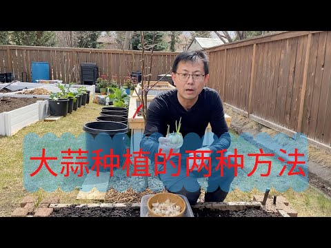 簡單種蒜頭