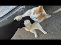 This Psycho Orange Cat Bites And Scratches Anyone Who Touches It