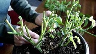 Tomato Resurrection!