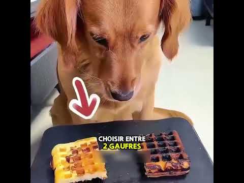 Même la mort n'a pas pu séparer la petite fille de son chien !