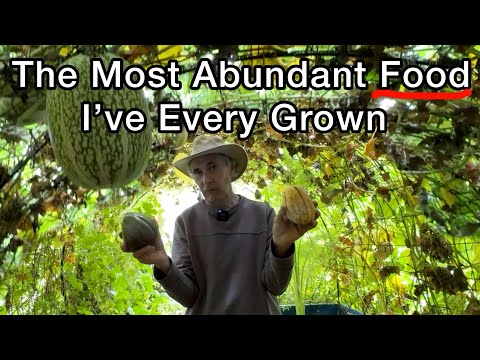 Garden Tunnel Food Arbor Growing on Trellis Vertical Gardening Squash Grapes, Chayote Fruit Tomatoes