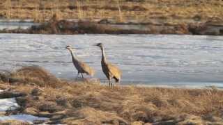 A Late Spring: Sandhill Cranes