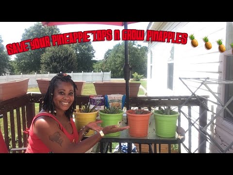 How to pot up PinappleTops!