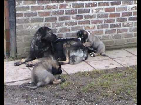 Ciobanesc Carpatin/Carpathian Shepherd Dog: Fulga, Arun & pups
