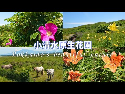 Disfrutamos la temporada actual en el paisaje natural de Hokkaido [Koshimizu Primeval Flower Garden] ♡